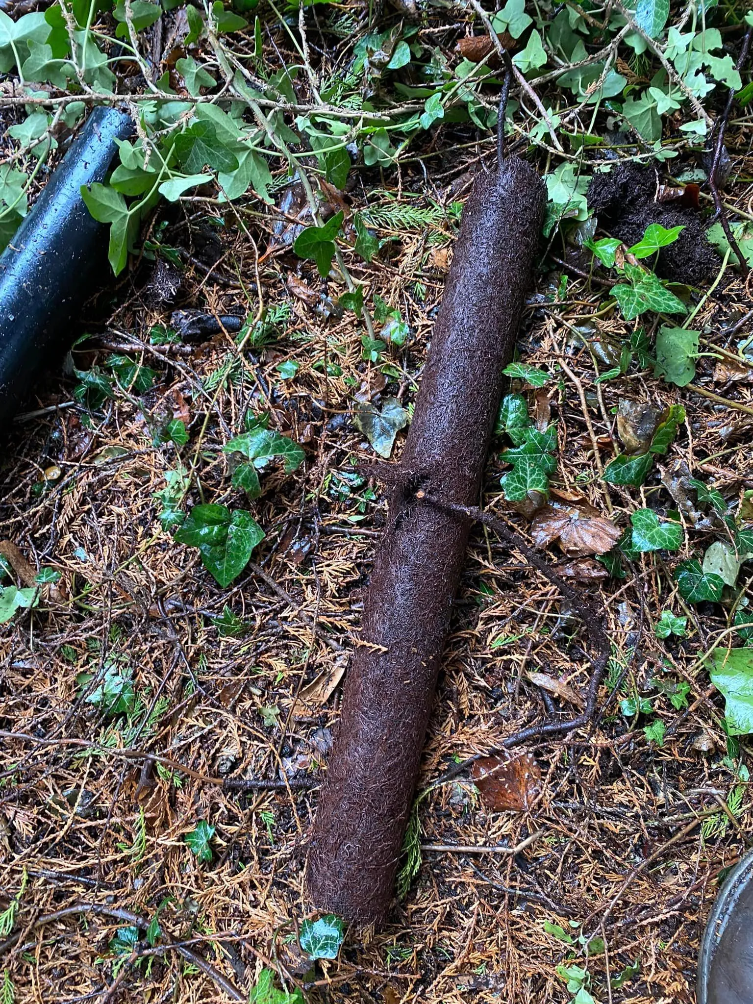 A baseball bat laying on the ground in the grass.