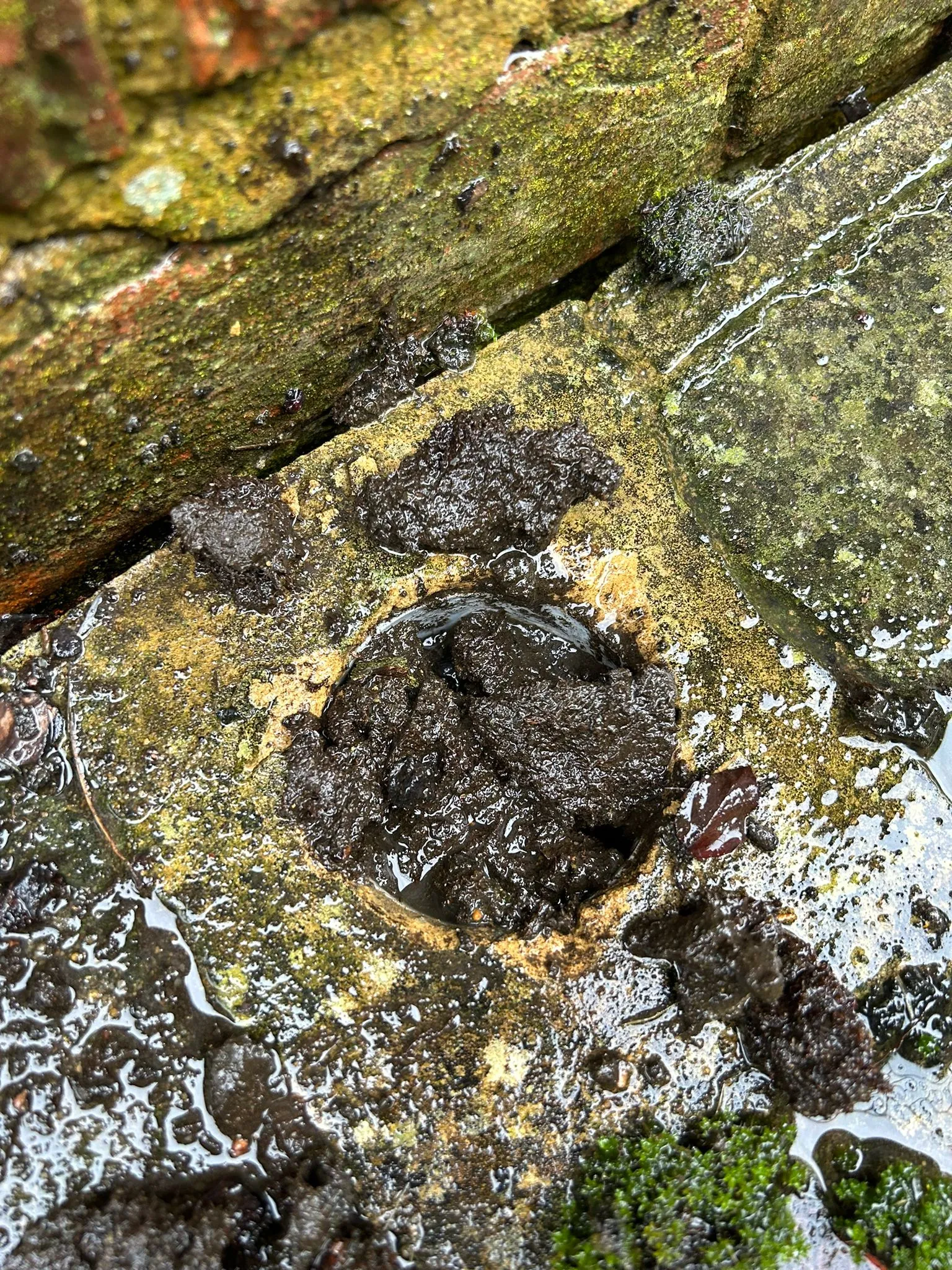 A close up of a rock with moss growing on it.